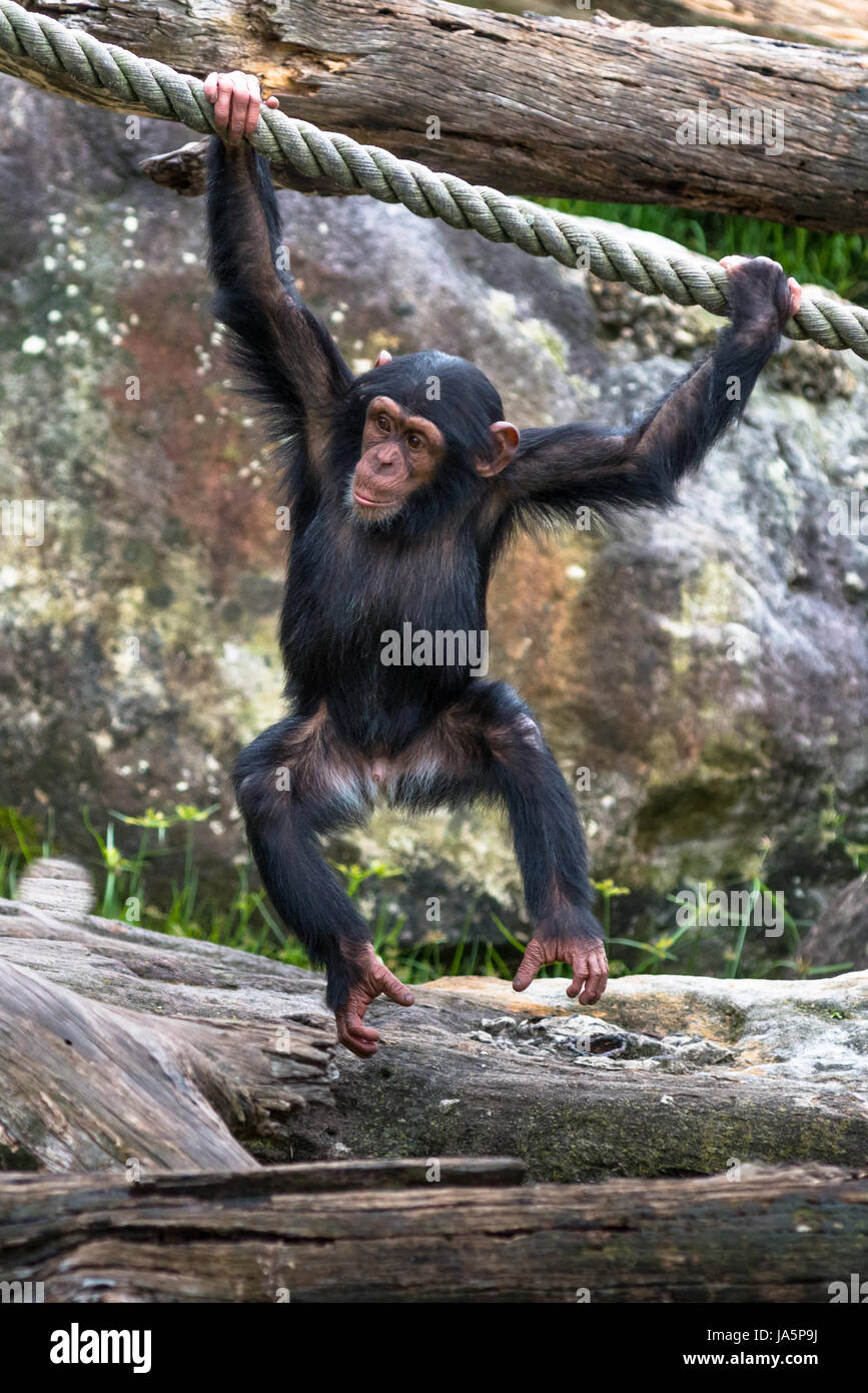 Young Chimpanzee swinging from a rope. Stock Photo