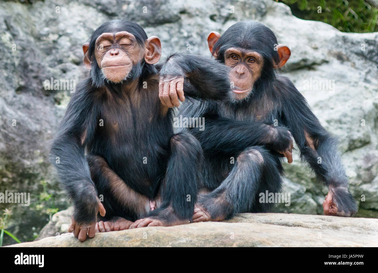 Two baby Chimpanzees sitting side by side. Taronga zoo, Sydney, Australia. Stock Photo