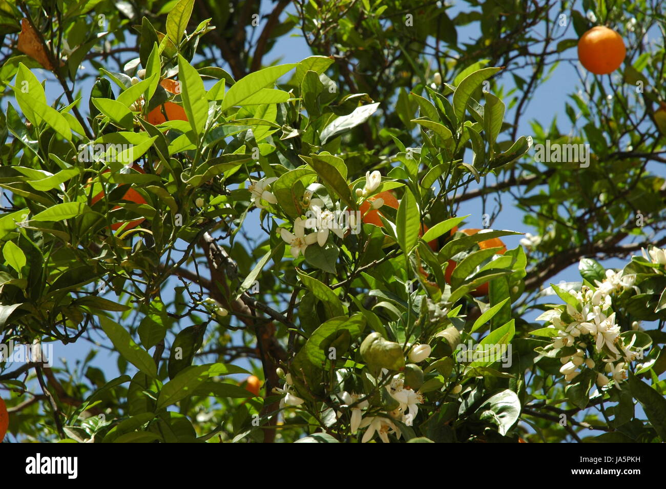 spain orange blossom Stock Photo Alamy