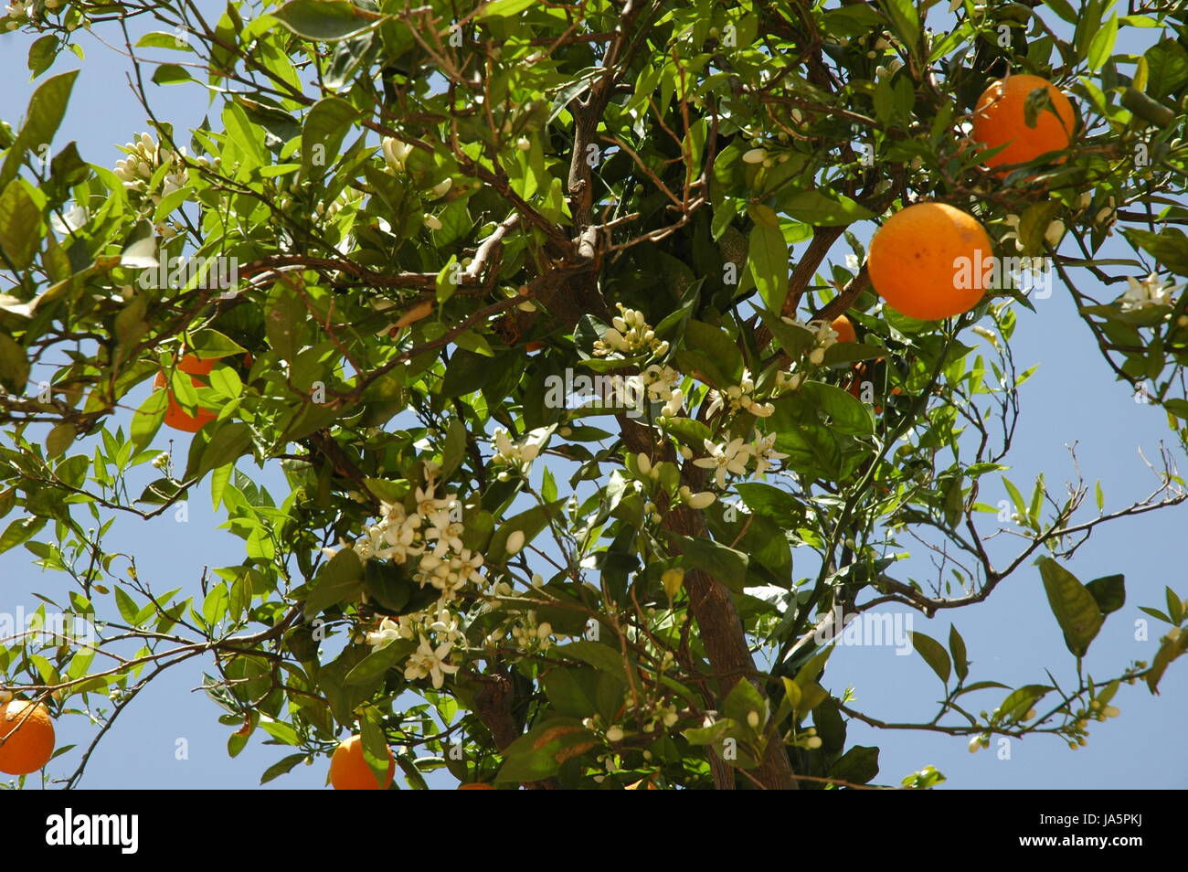 spain orange blossom Stock Photo Alamy