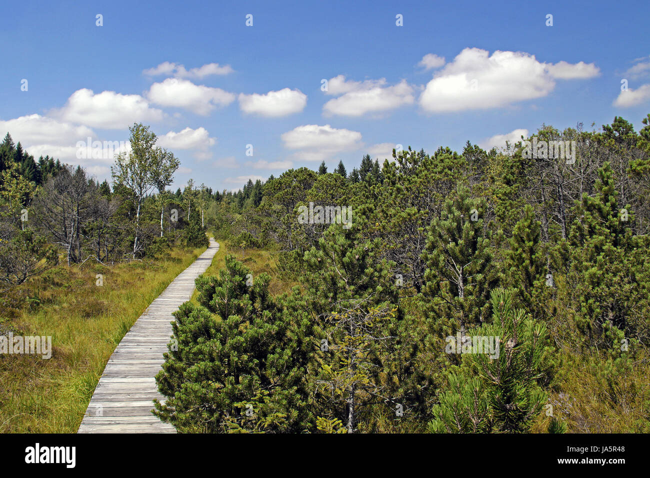 bridge, fen, boardwalk, alps, conservation of nature, nature-sanctuary, bridge, Stock Photo