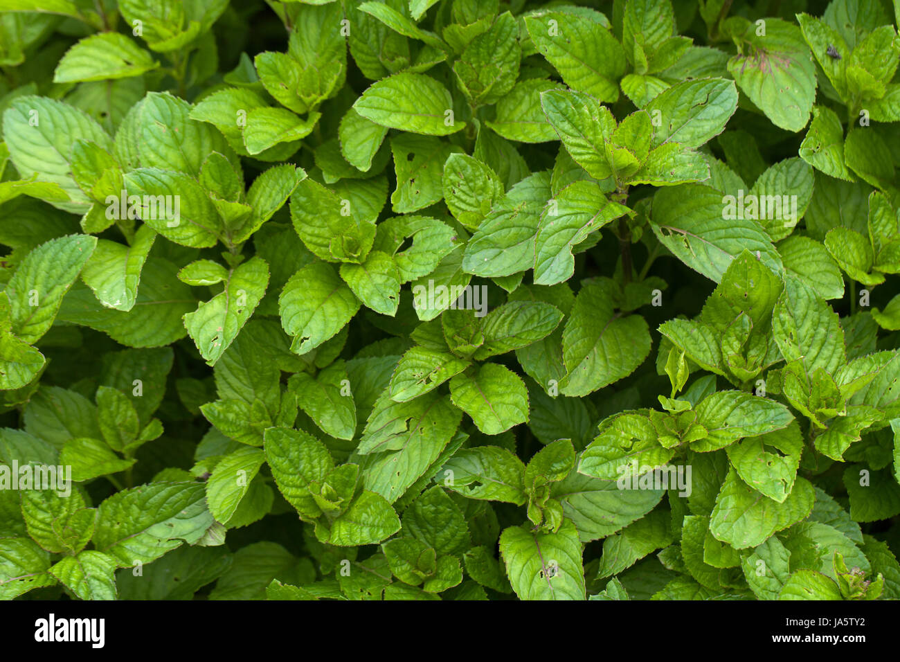 leaf, garden, mint, wallpaper, herb, peppermint, backdrop, background