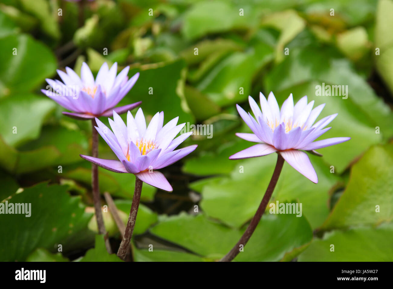 Water plant water lily, Singapore, southeast Asia Stock Photo Alamy