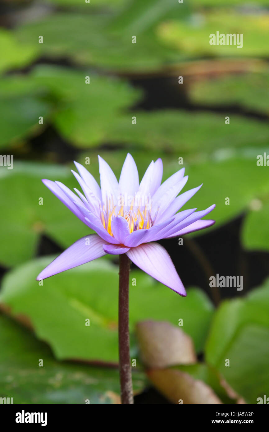 Water plant water lily, Singapore, southeast Asia Stock Photo Alamy