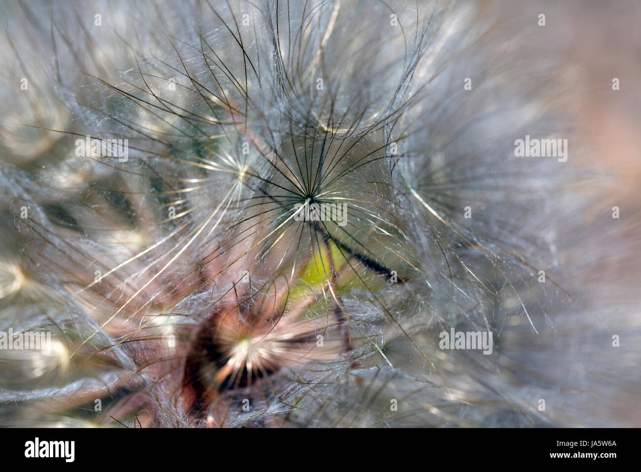 About dry grasses hi-res stock photography and images - Alamy