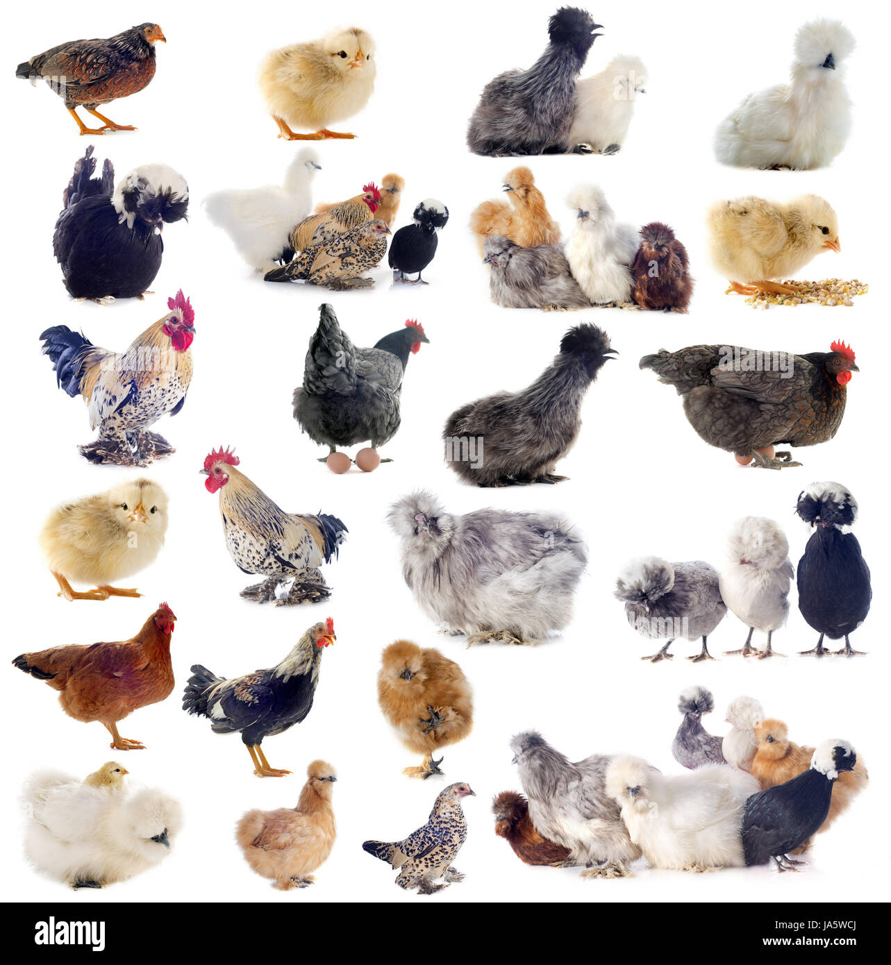 group of chicken and roster on a white background Stock Photo - Alamy