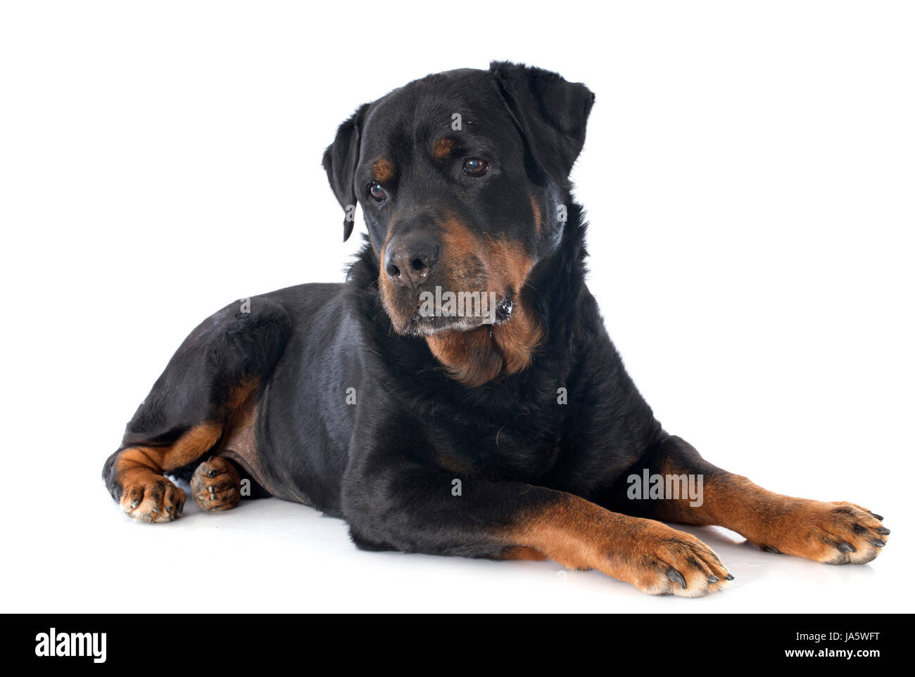 animal, pet, dog, purebred, rottweiler, old, senior, senior citizen ...