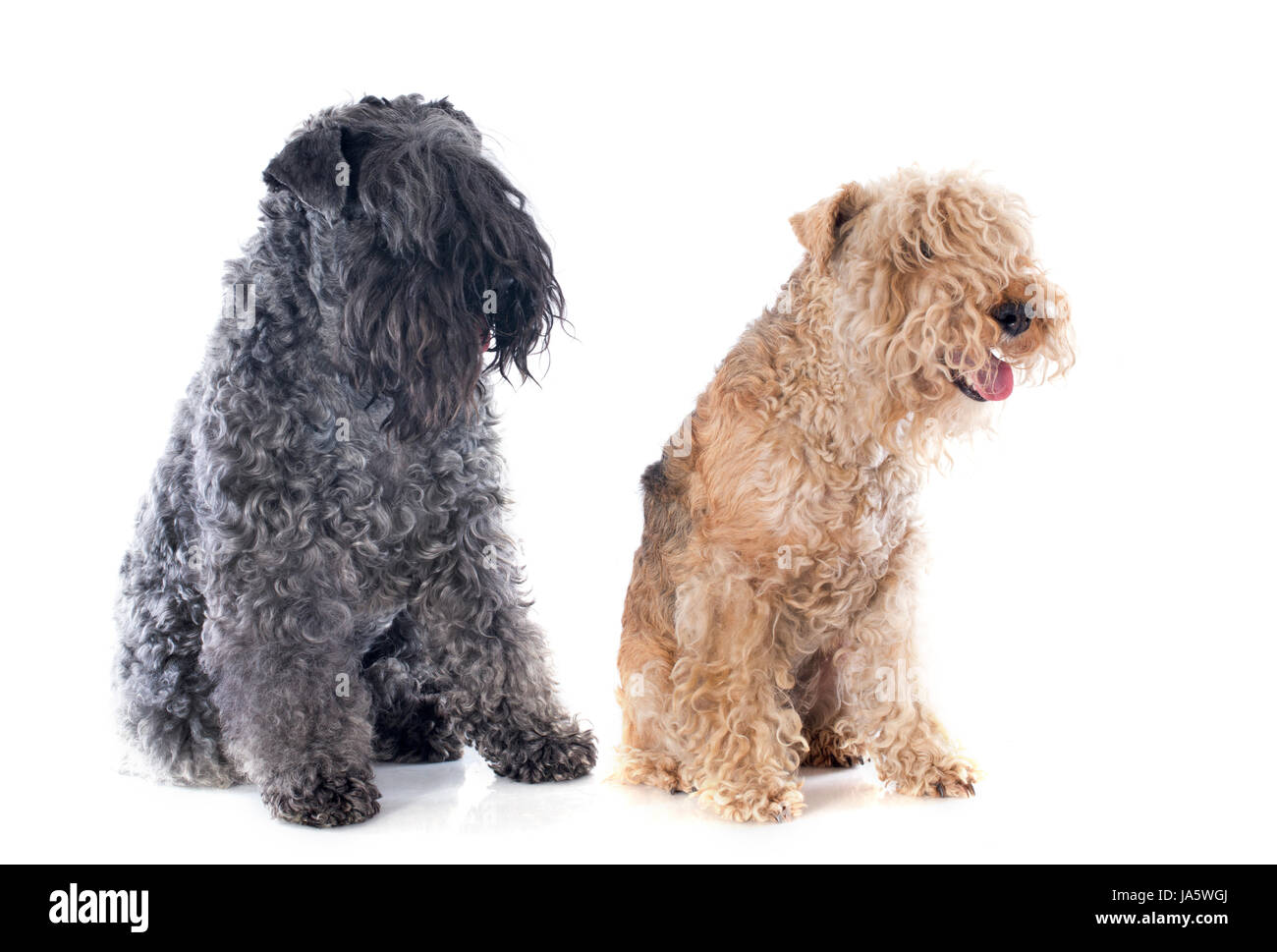 Kerry brown Cut Out Stock Images & Pictures - Alamy