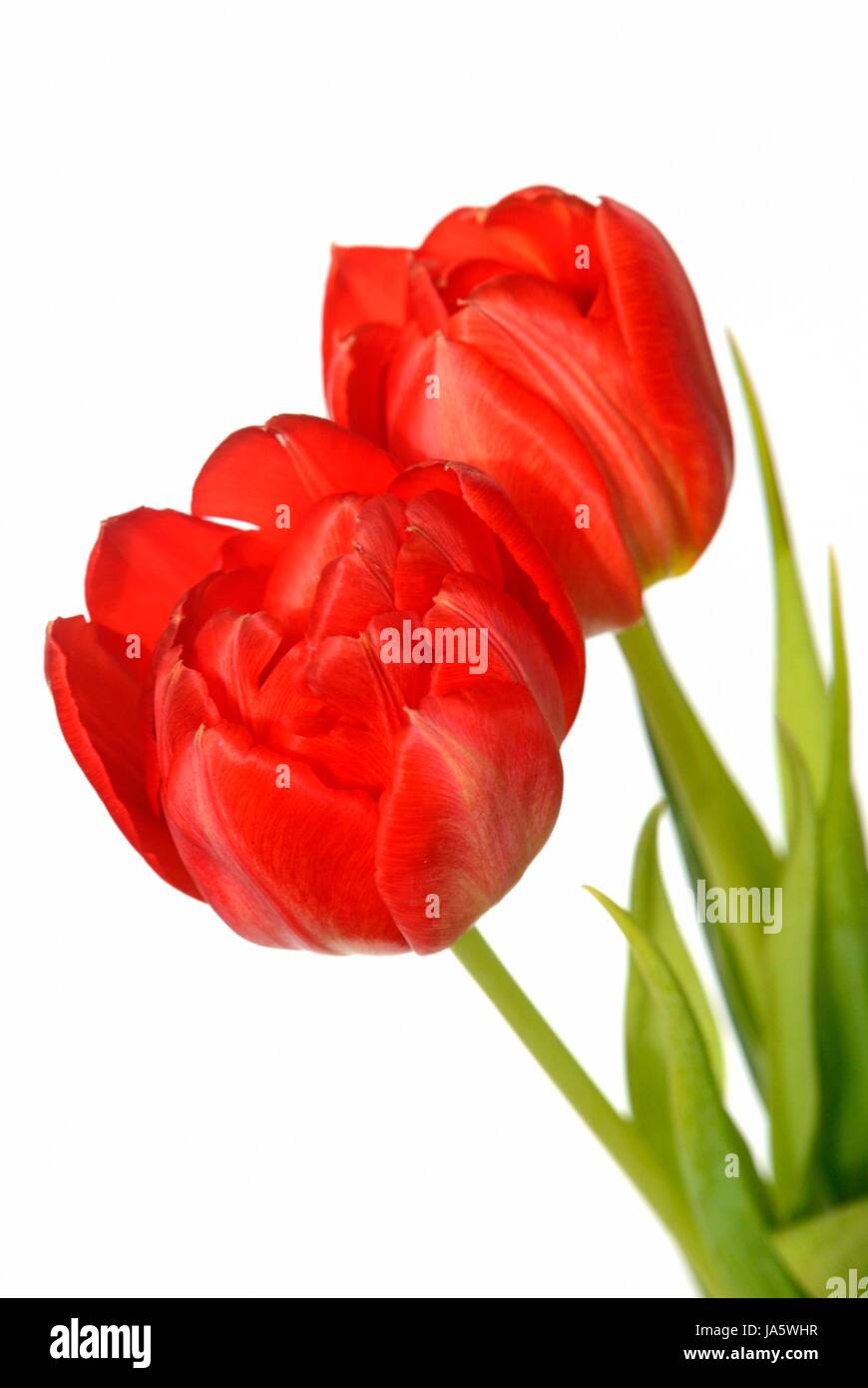 tulips flowers Stock Photo