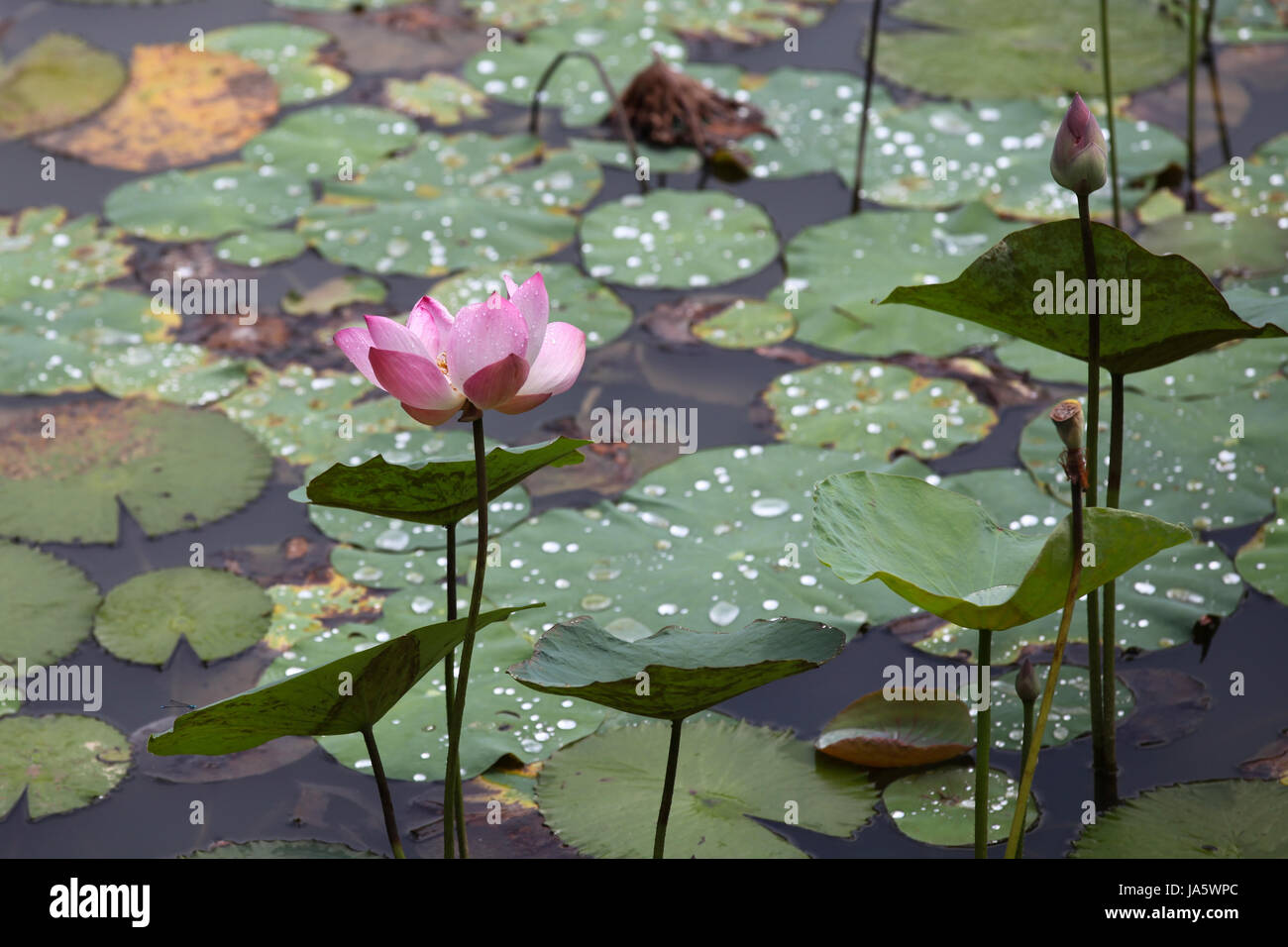 Water plant water lily, Singapore, southeast Asia Stock Photo Alamy