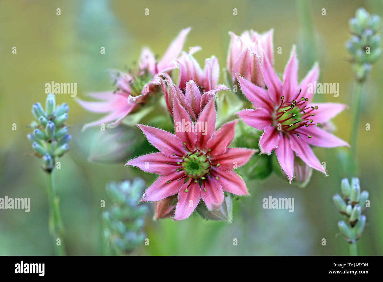 rockery, pink, macro, close-up, macro admission, close up view, flower, Stock Photo