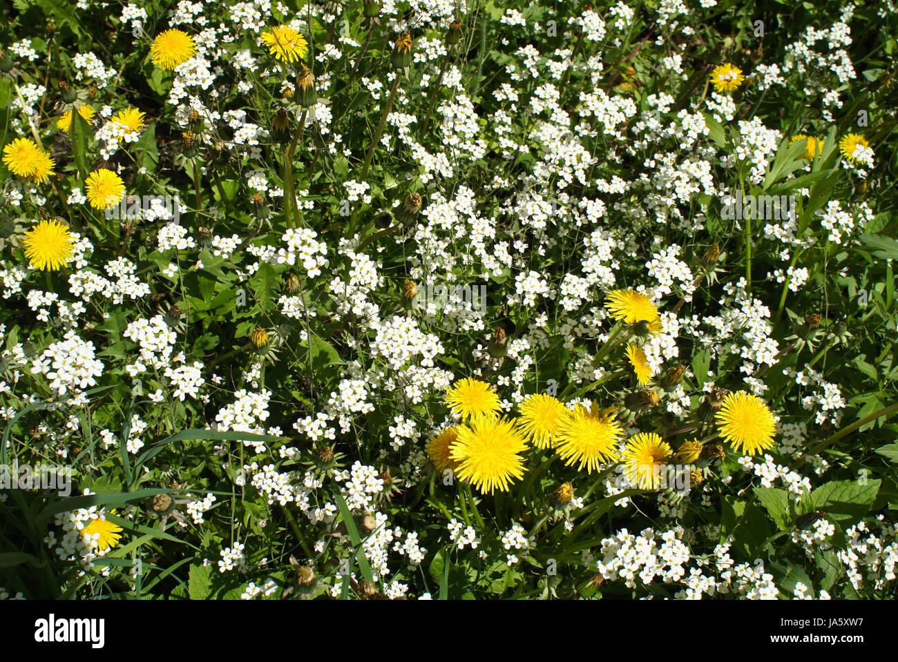 Yellow dandelion, White alpine Rockcress Stock Photo