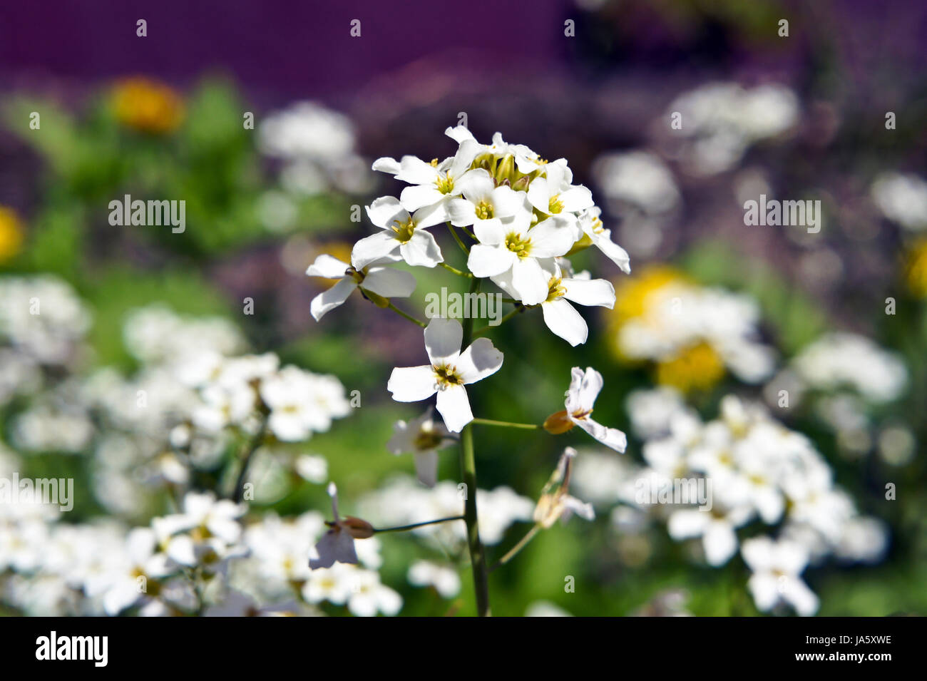 Flower. White alpine Rockcress close-up Stock Photo