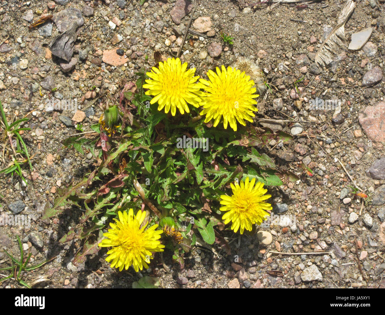 A lot of yellow dandelions, flower, background, texture Stock Photo