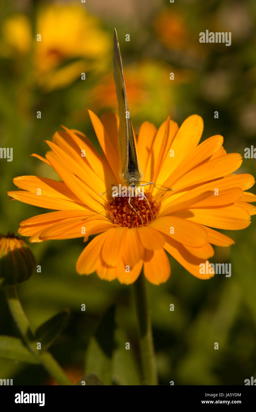 garden, insect, flower, plant, butterfly, compositae, gardens, marigold, Stock Photo
