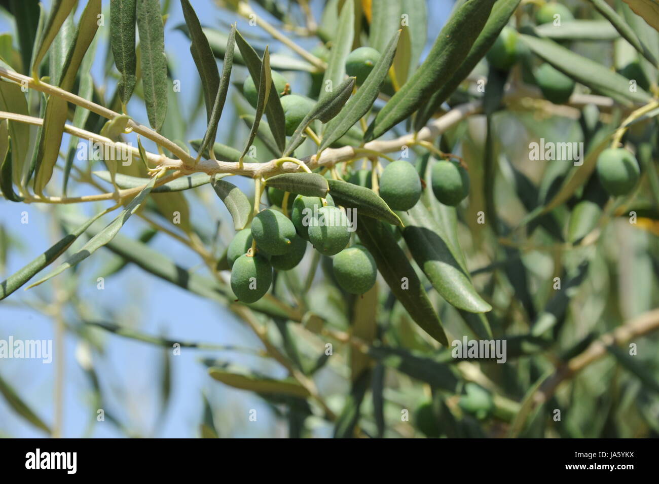 summer, summerly, branch, fruit, olive, olivetree, food, aliment, leaf