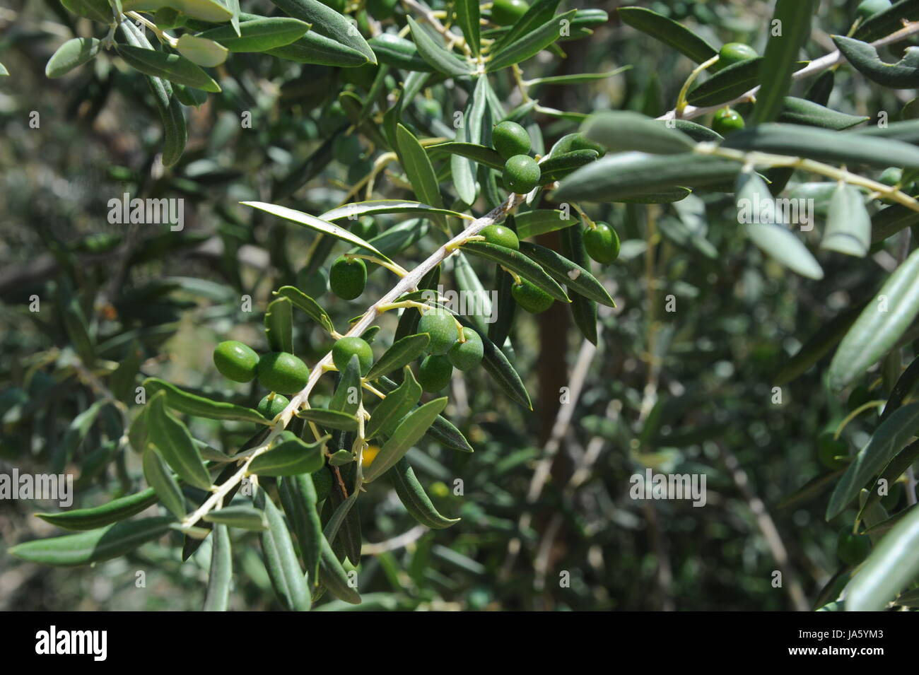 summer, summerly, branch, fruit, olive, olivetree, food, aliment, leaf