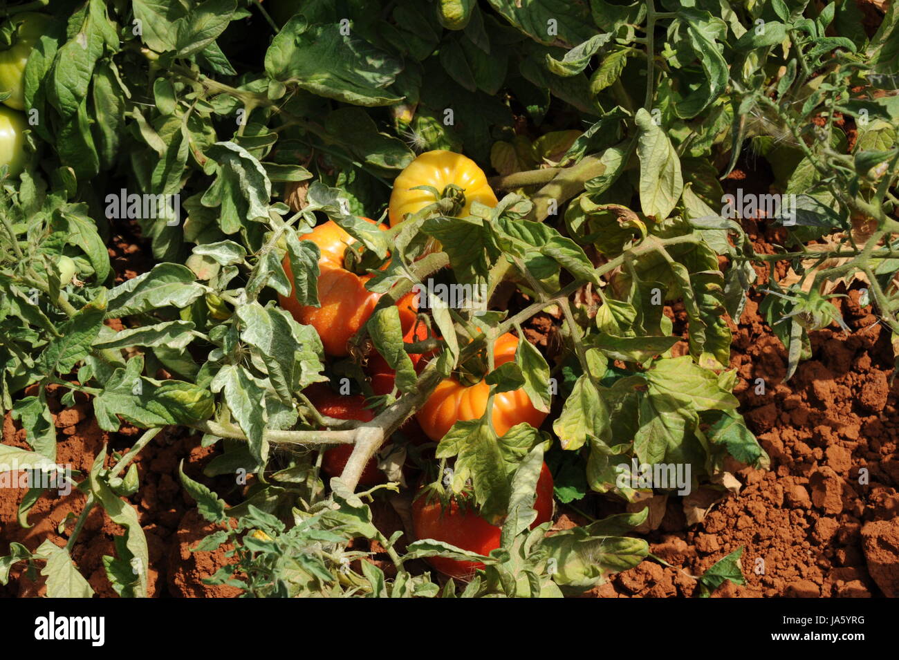 vegetable, tomate solanum lycopersicum, paradeiser seltener paradiesapfel Stock Photo