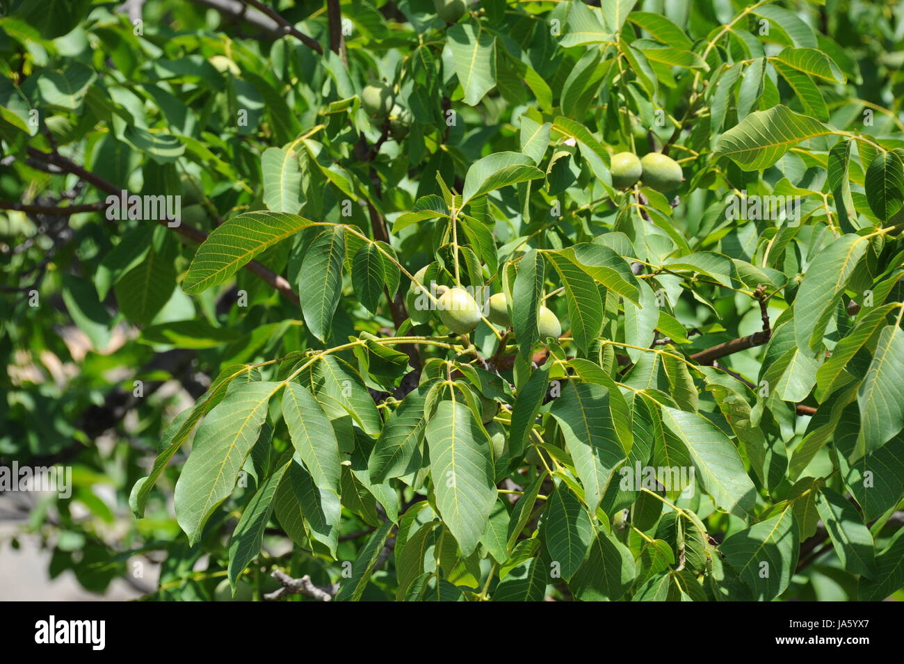 walnuts on the tree Stock Photo - Alamy