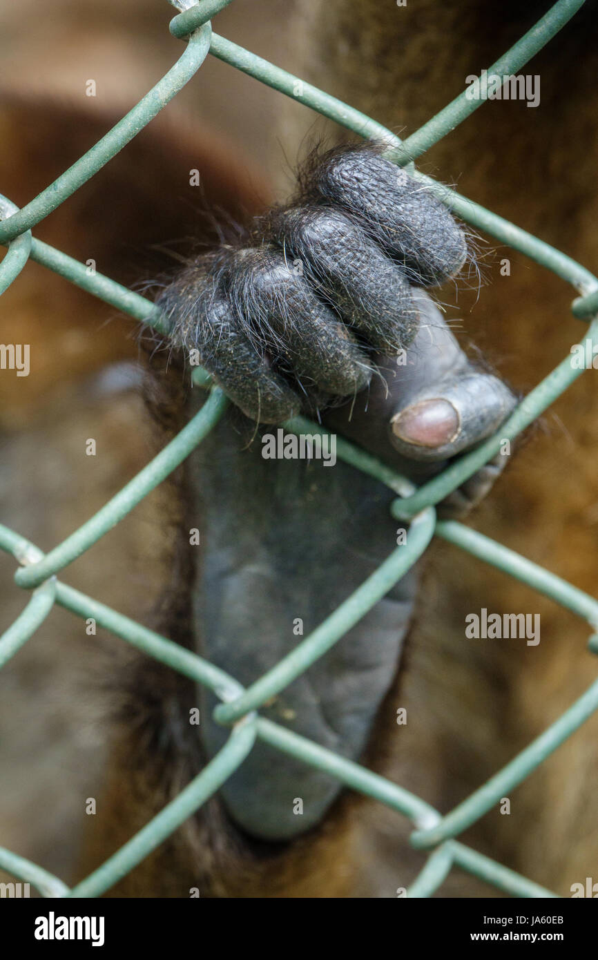Monkey foot behind grille Stock Photo Alamy