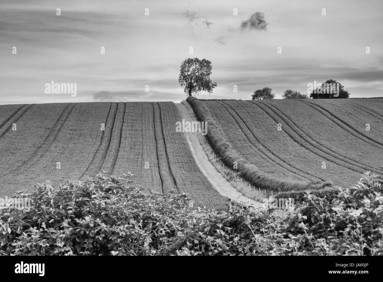 A single tree on the brow of a hilly field in the middle of the picture. A hedge is going towards the tree. Black and white. Stock Photo