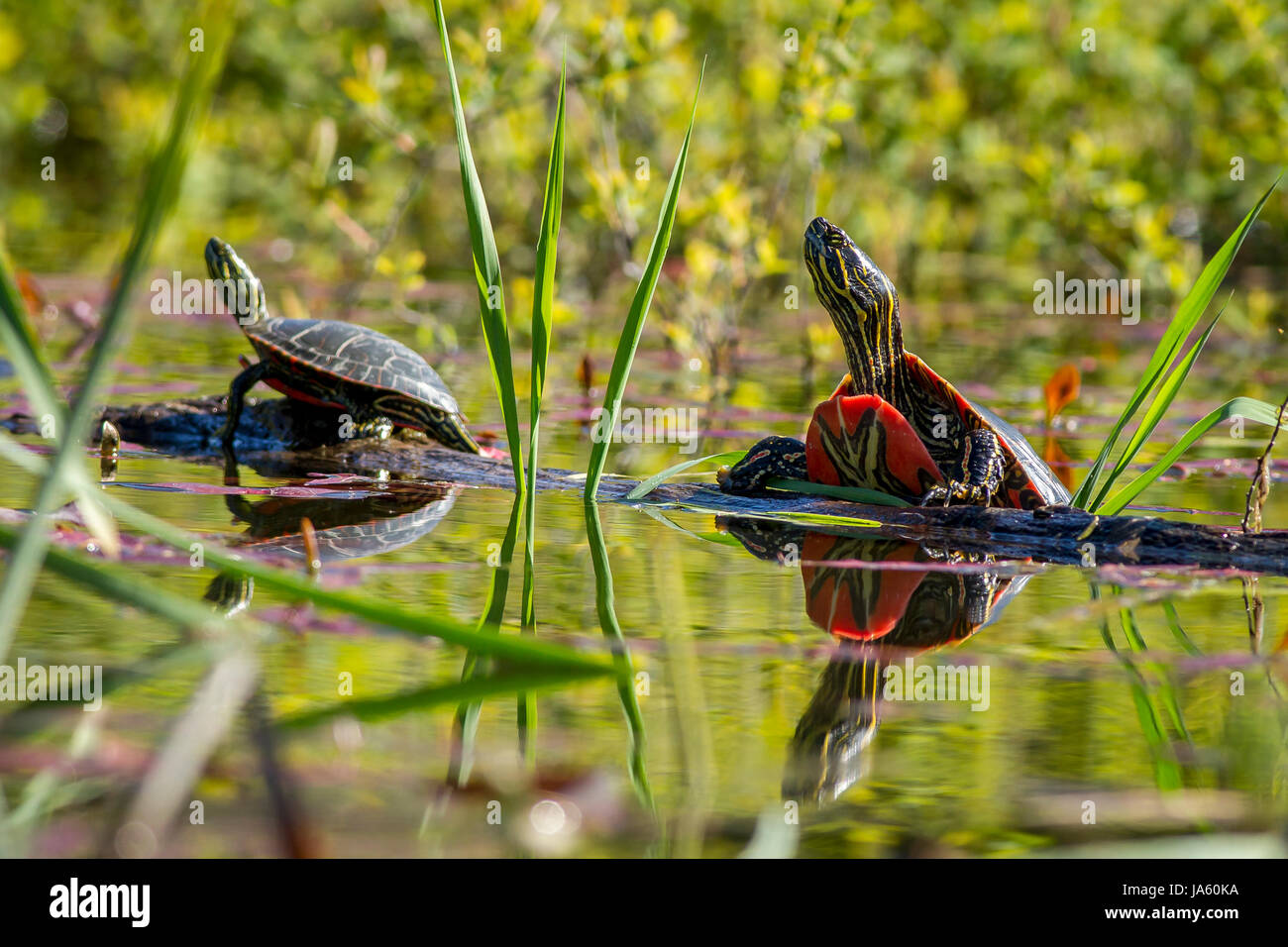 Two painted turtles basking in the sun on a log in Twin Lakes, Idahi