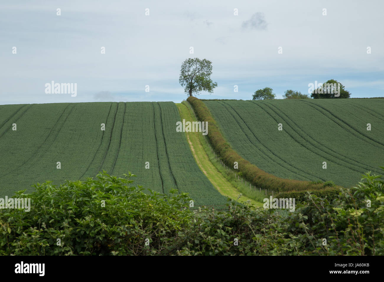 A single tree on the brow of a green hilly field in the middle of the picture. A hedge is going towards the tree. Blue sky in summer. Stock Photo