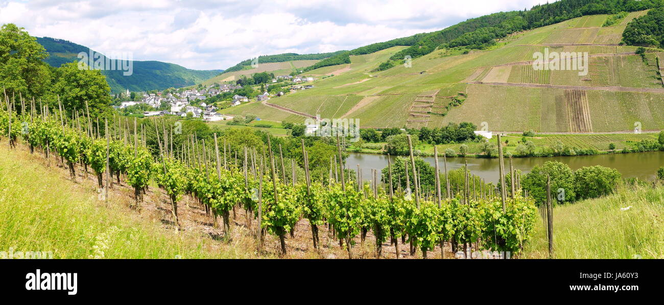 cultivation of wine, vineyard, mosel, rivers, sight, view, outlook, Stock Photo