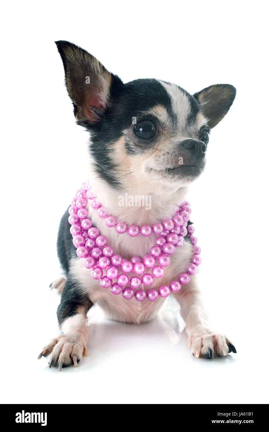 Dog jewellery hi-res stock photography and images - Alamy