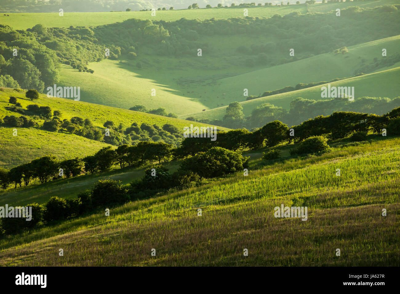 Spring afternoon in South Downs National Park, East Sussex, England. Stock Photo