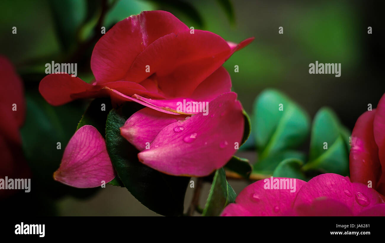 Beautiful red flower hi-res stock photography and images - Alamy