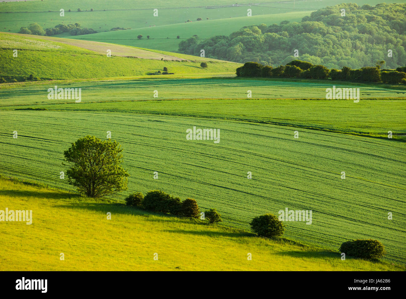 Spring afternoon in South Downs National Park, East Sussex, England. Stock Photo