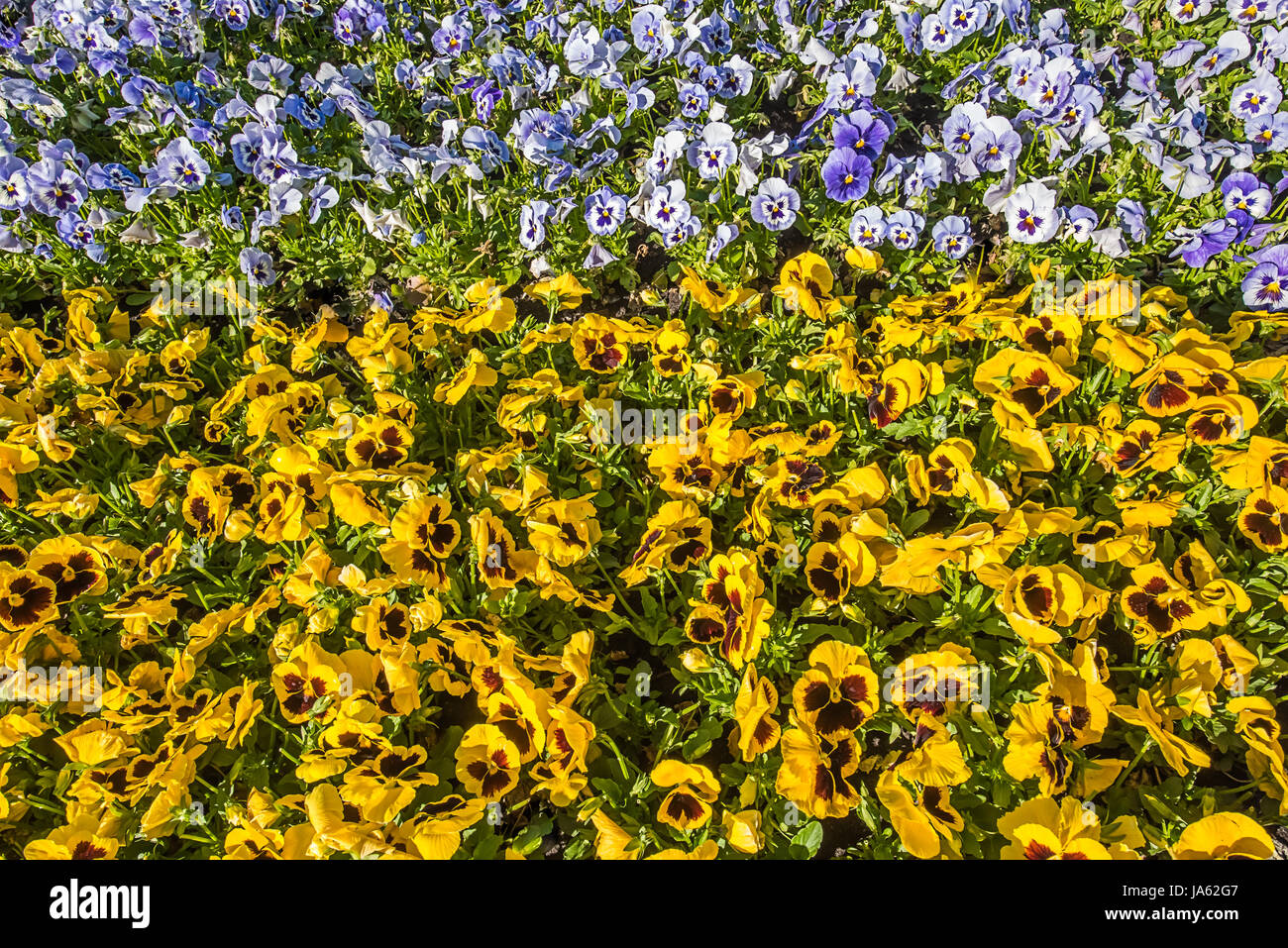 Top view of colourful horizontal flowerbed made of blue and yellow pansies in sunshine Stock Photo