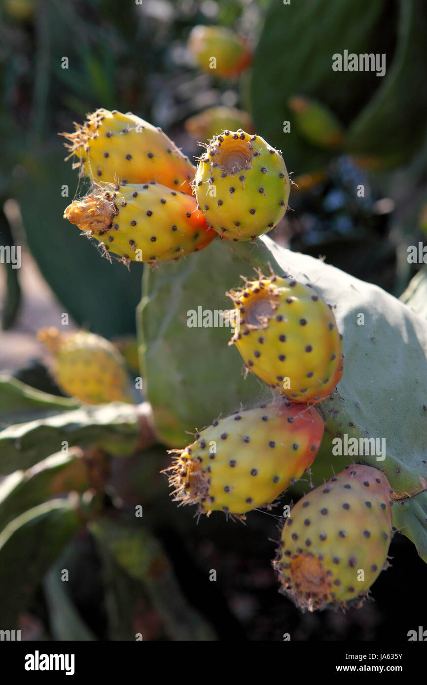 Fruit Calabria Cactus Plant Italy Plant Food Aliment Vitamins Stock Photo Alamy