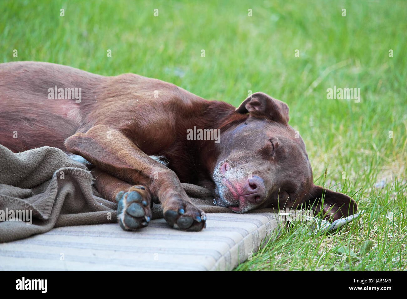 Exhausted dog lying down on a mat. Stock Photo