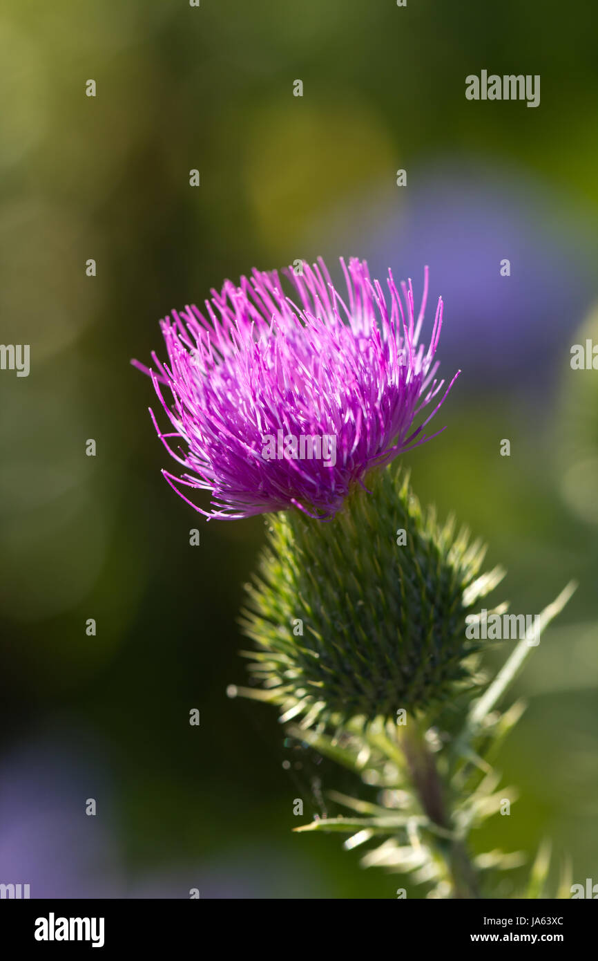 plant, insects, green, bumblebee, animals, flower, flowers, black, swarthy, Stock Photo