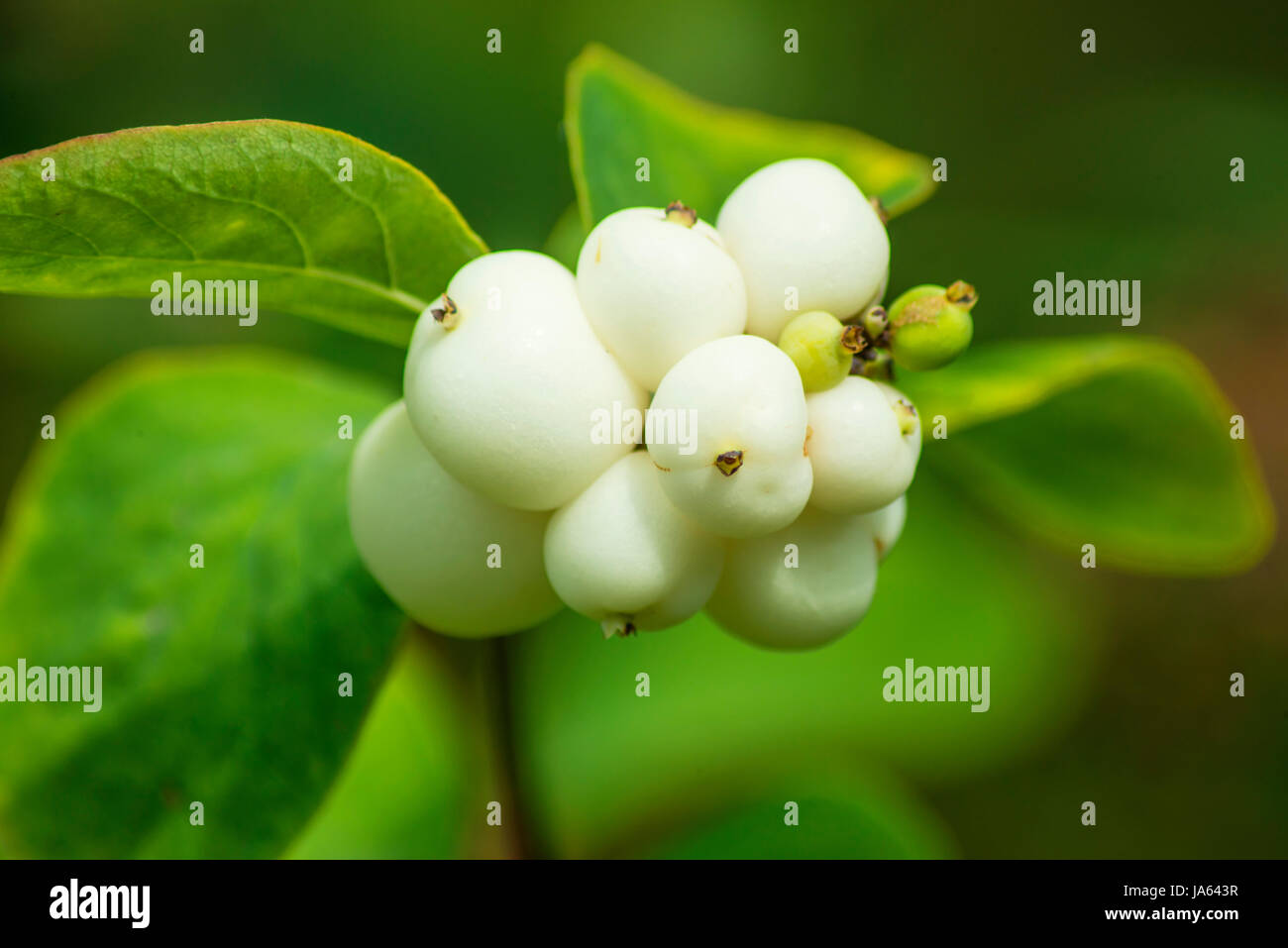 blank, european, caucasian, progenies, fruits, usually, american, flora, blank, Stock Photo