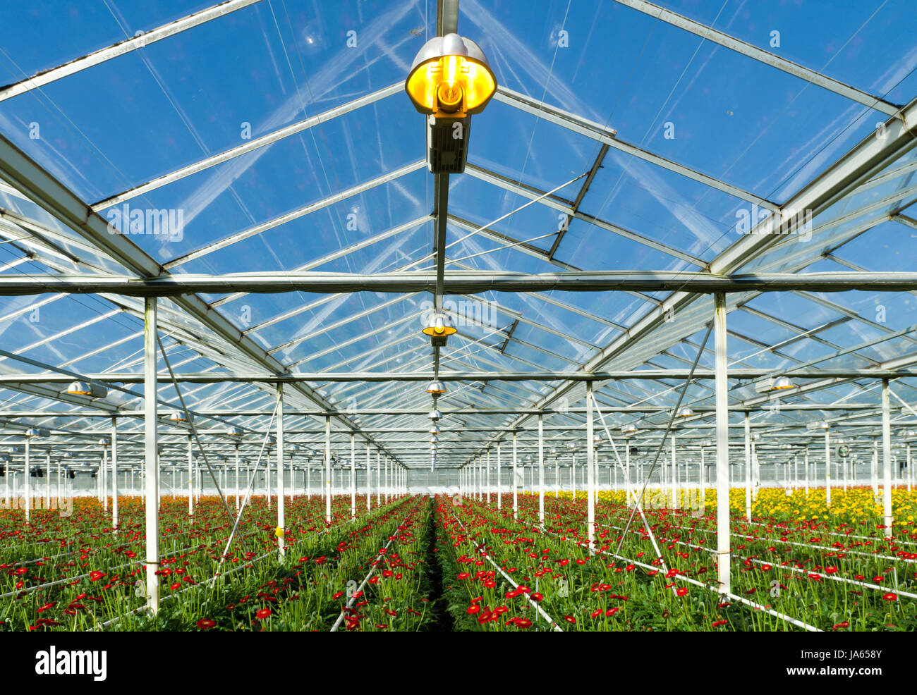 interior, flower, flowers, plant, netherlands, horticulture, cultivation, Stock Photo