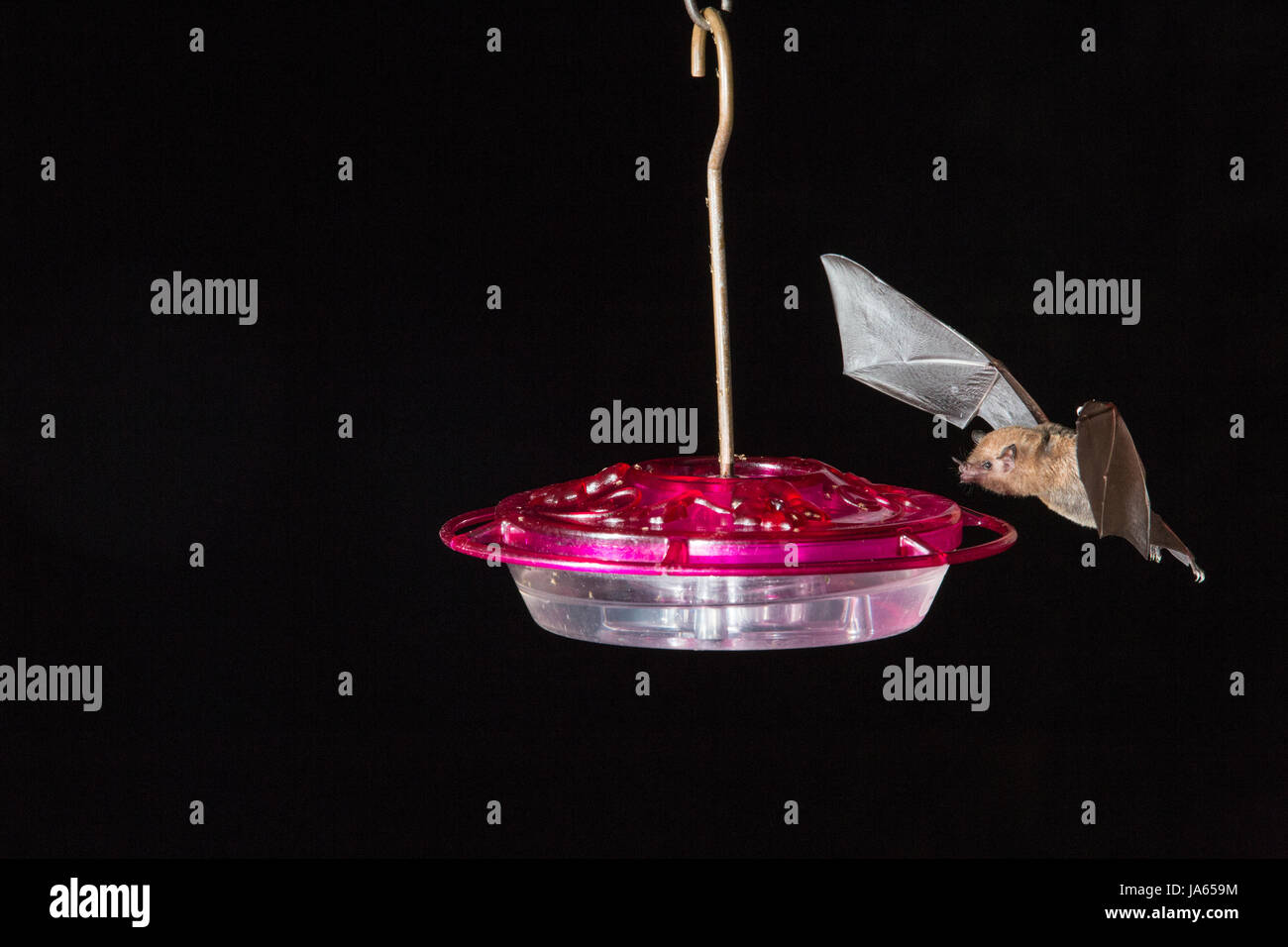 insectivorous bat feeding at hummingbird feeder, at night in Trinidad