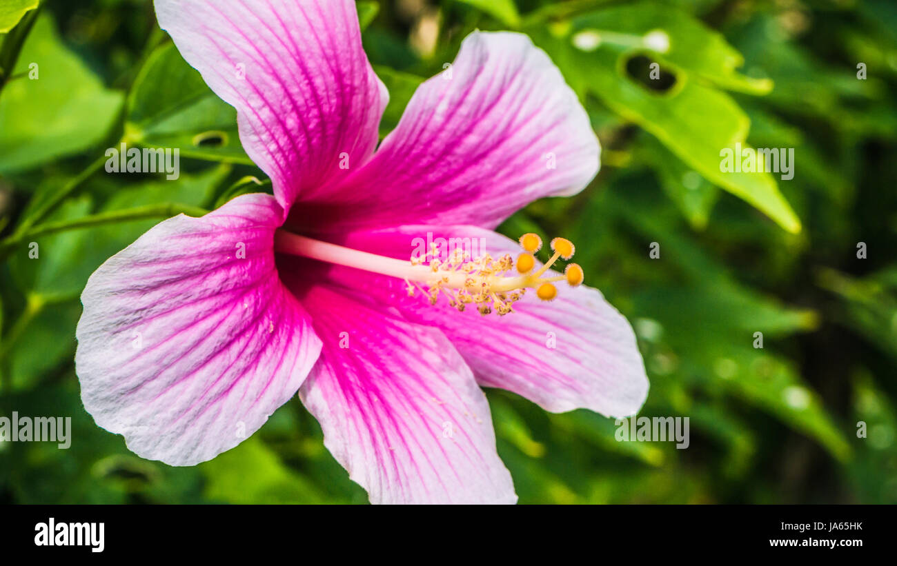 Hibiscus rosa-sinensis beautiful bright coloured tropical flower Stock Photo