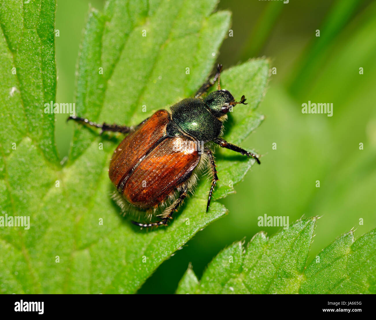 Garden Chafer Beetle - Phyllopertha horticola on leaf Stock Photo