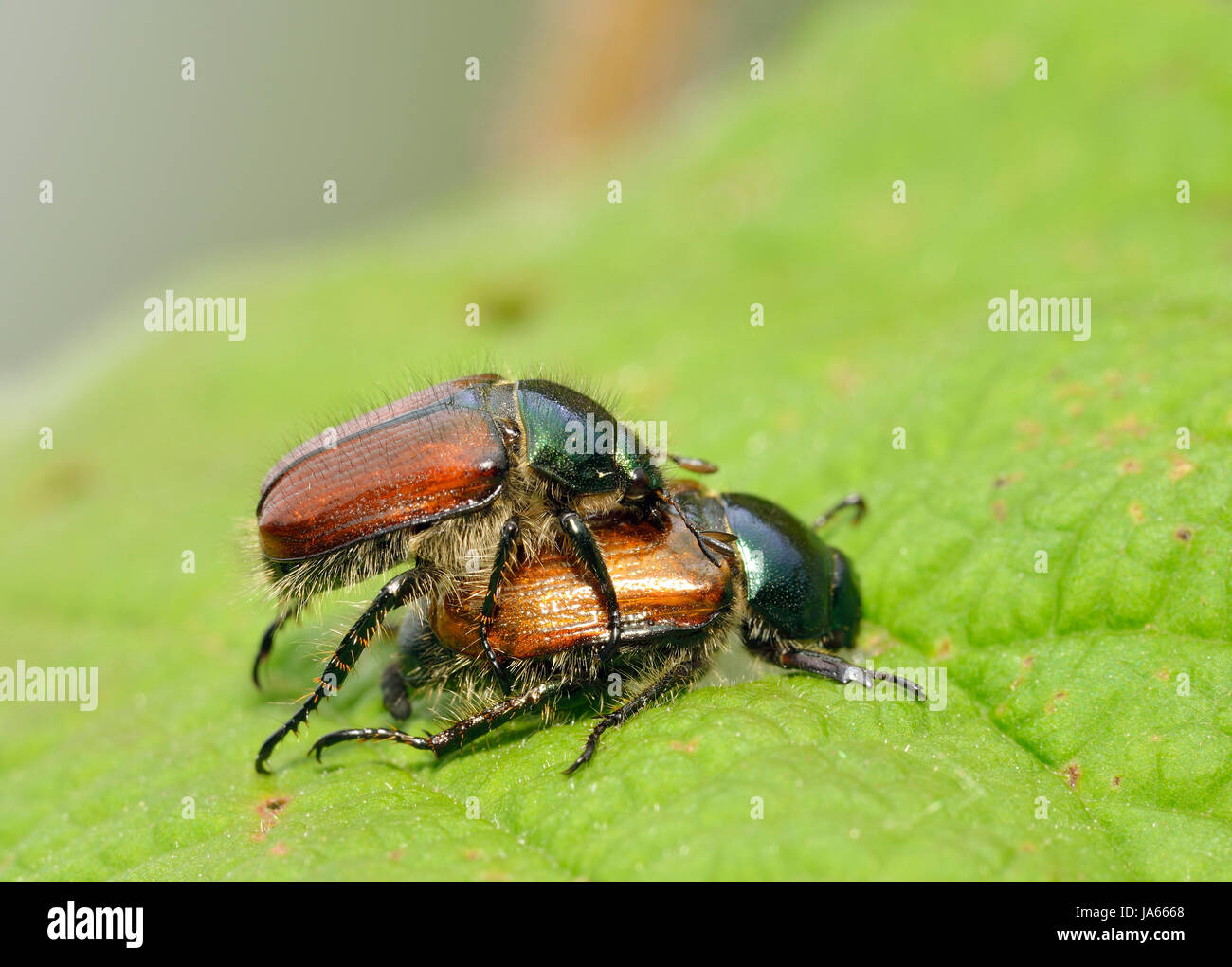 Garden Chafer Beetle - Phyllopertha horticola Pair mating Stock Photo