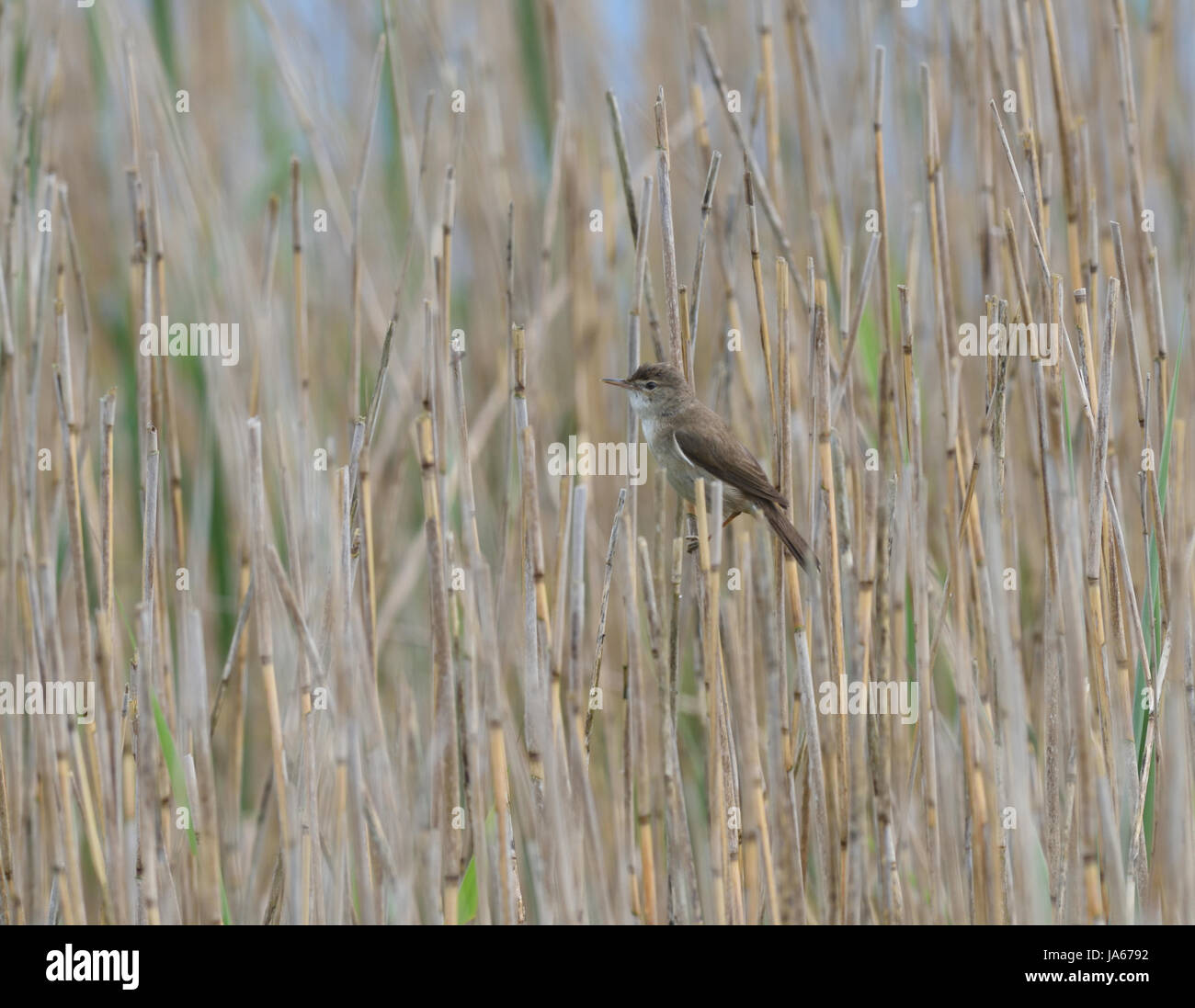 A scruffy reed warbler (Acrocephalus scirpaceus) perches on the dry stems of a common reed (Phragmites australis) by a flooded gravel pit. Rye Harbour Stock Photo