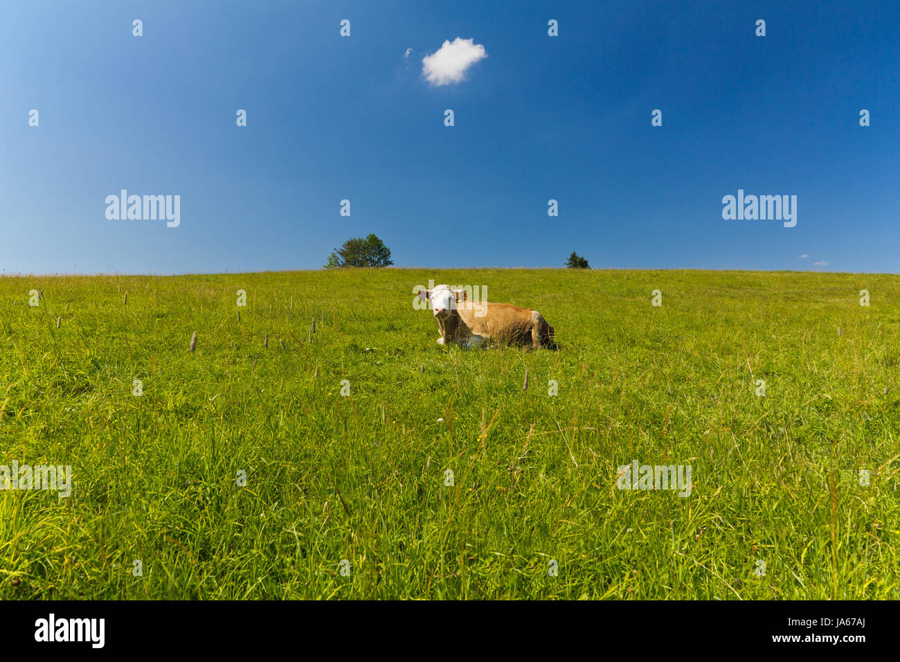 single cow laying on green meadow on blue sky background Stock Photo ...