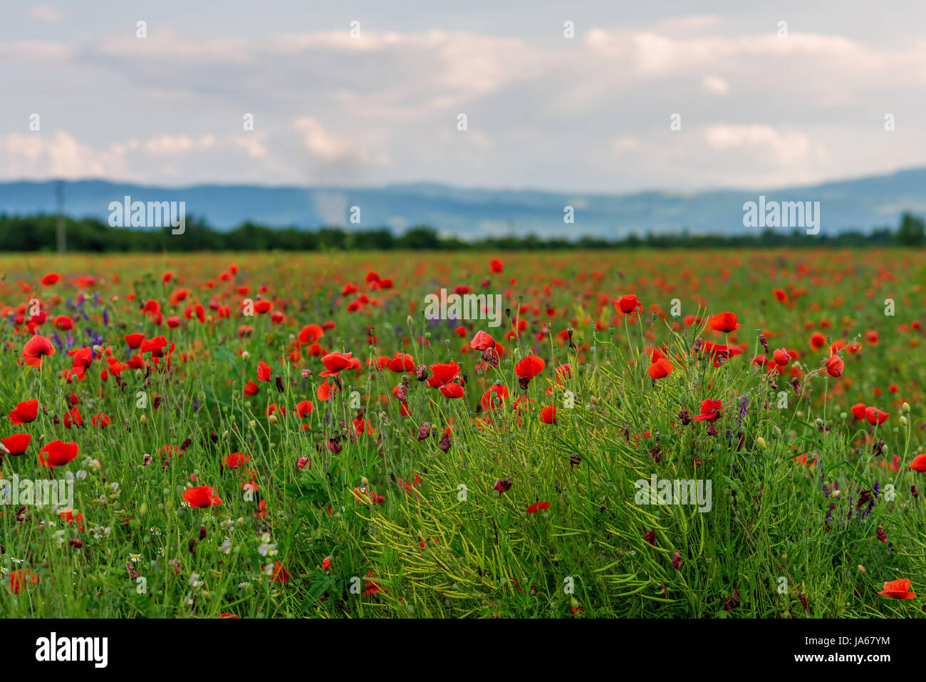 Beautiful poppy field with beautiful clouds in the summer Stock Photo ...