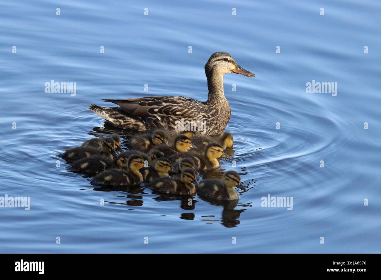 A mother mallard duck swimming with her ducklings on a pond Stock Photo