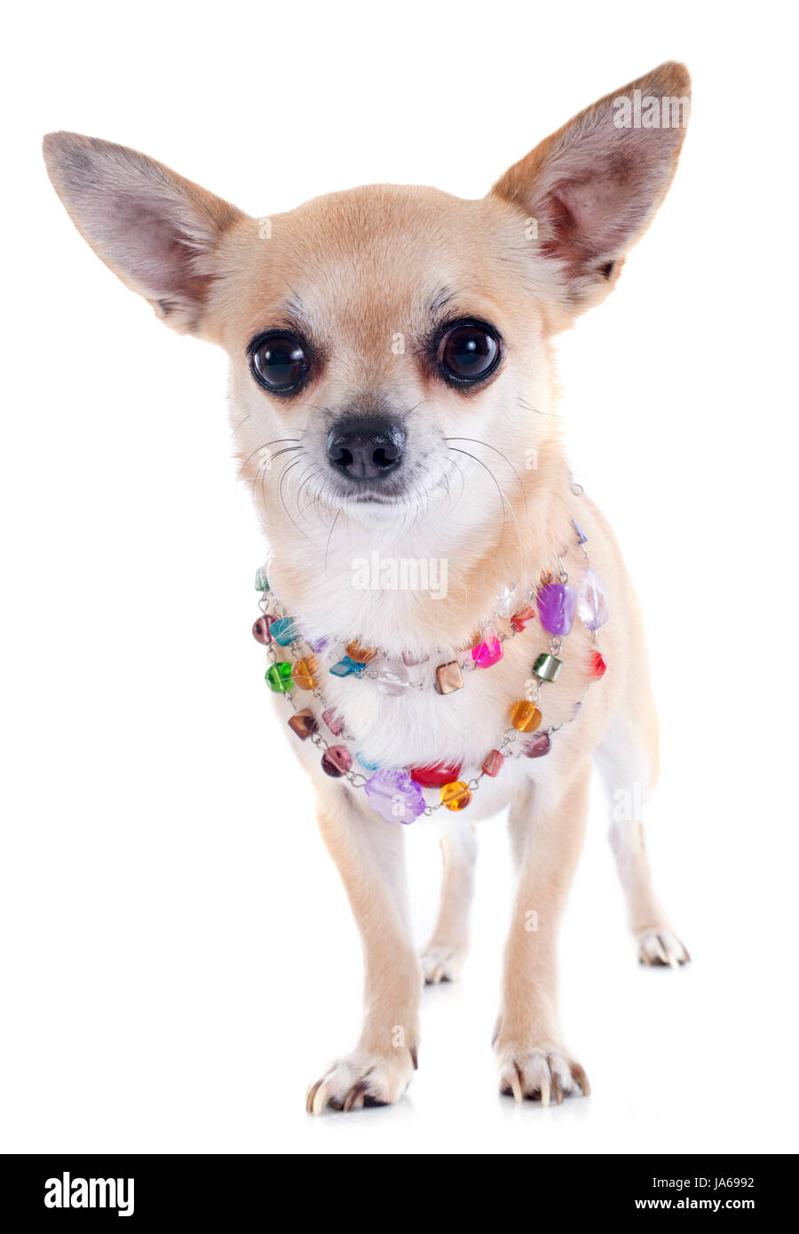 Dog jewellery shop