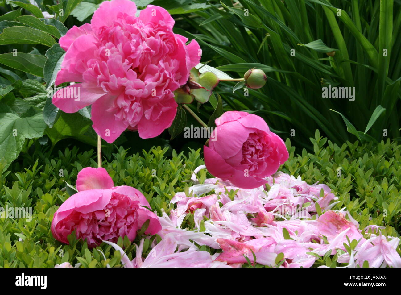 garden, peony, bloom, blossom, flourish, flourishing, petal, gardens, breed, Stock Photo