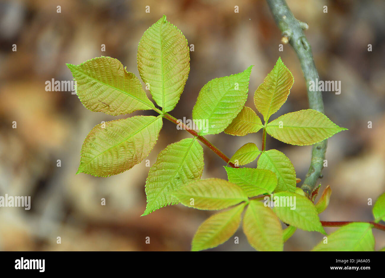leaf, colour, skin, poison, gardening, tender, color, rash, lawn, green, ivy, Stock Photo