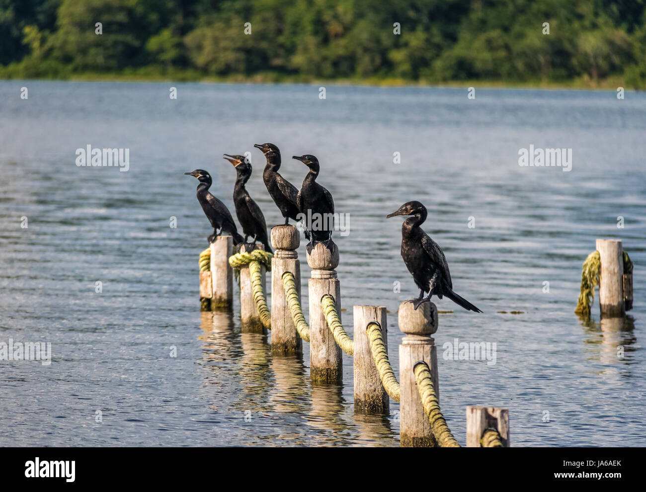 Neotropic Cormorants in a pier - Flores, Peten, Guatemala Stock Photo